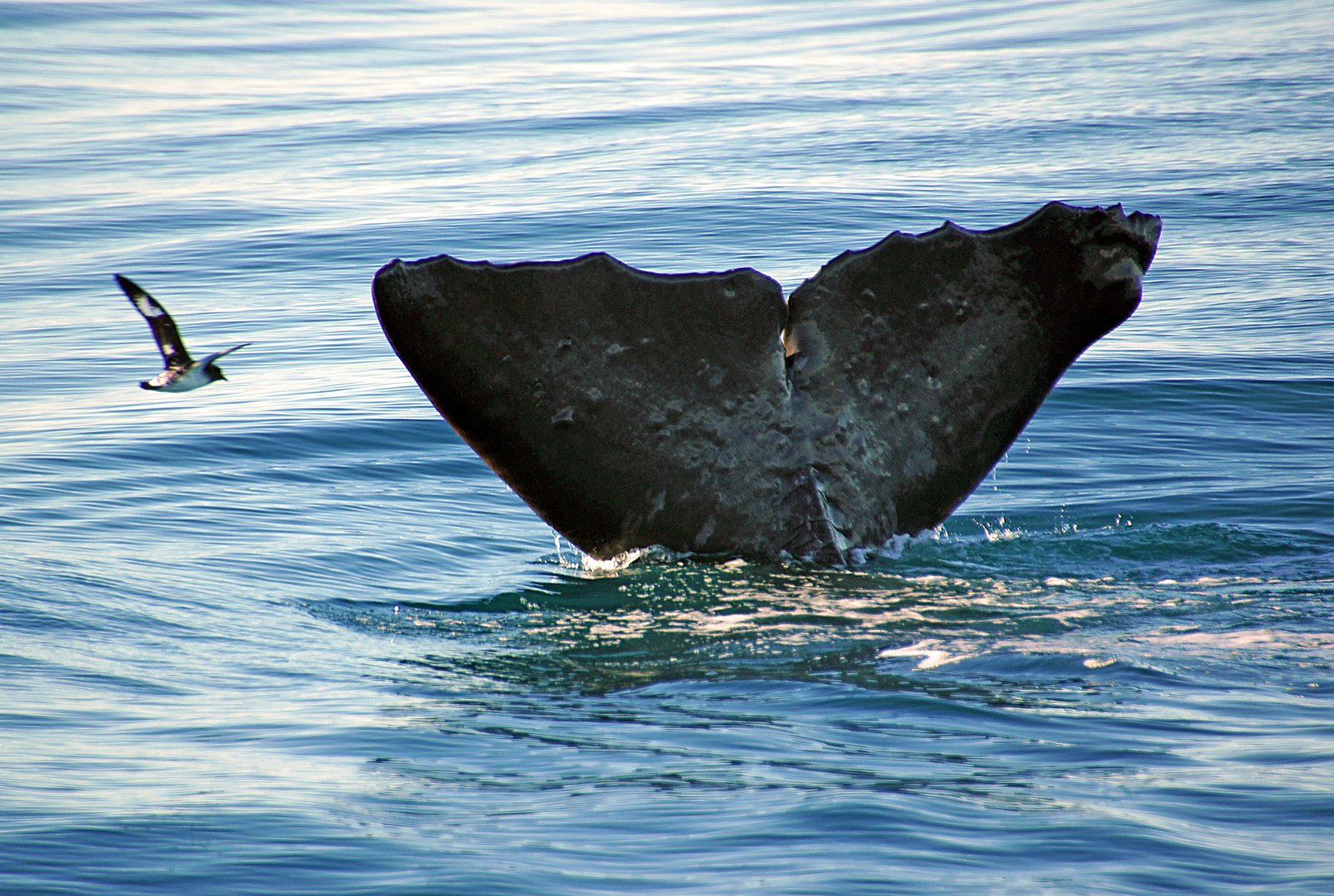 Respiratory Adaptations for Deep Diving (image credits: wikimedia)