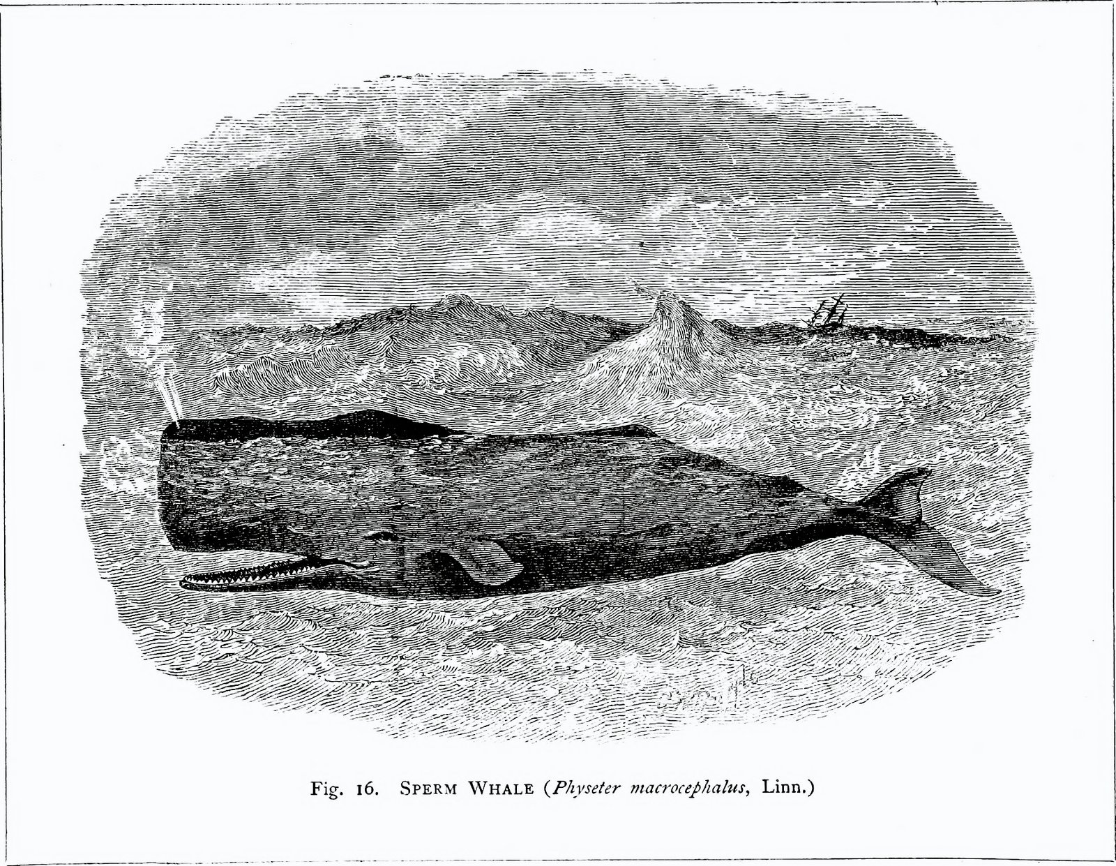 Modern Whale Diversity (image credits: wikimedia)