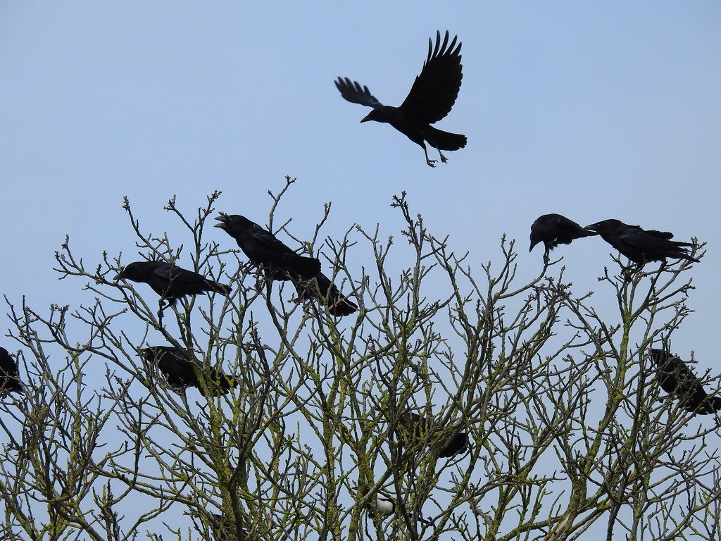 Learning From the Dead (image credits: flickr)