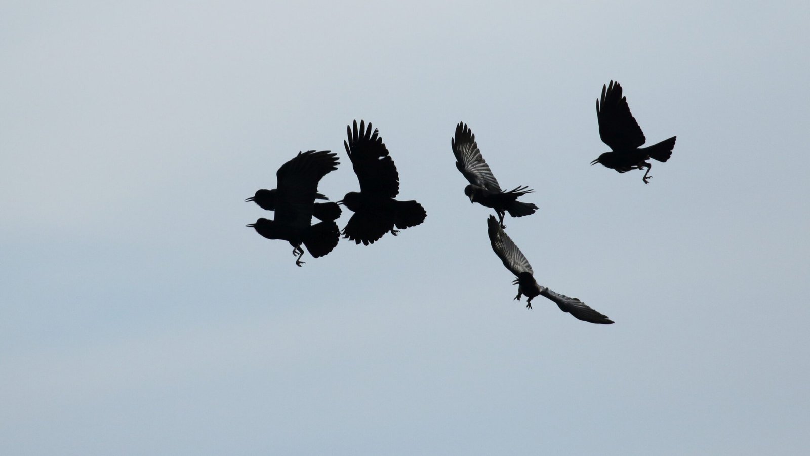 Scientific Research Methods (image credits: wikimedia)