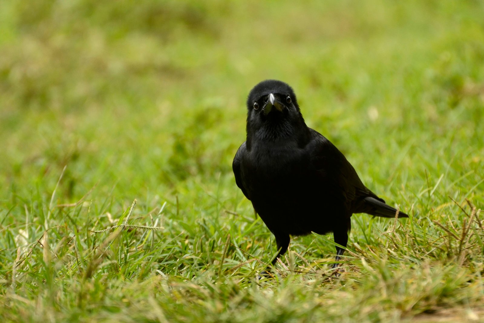 Conservation Implications (image credits: wikimedia)