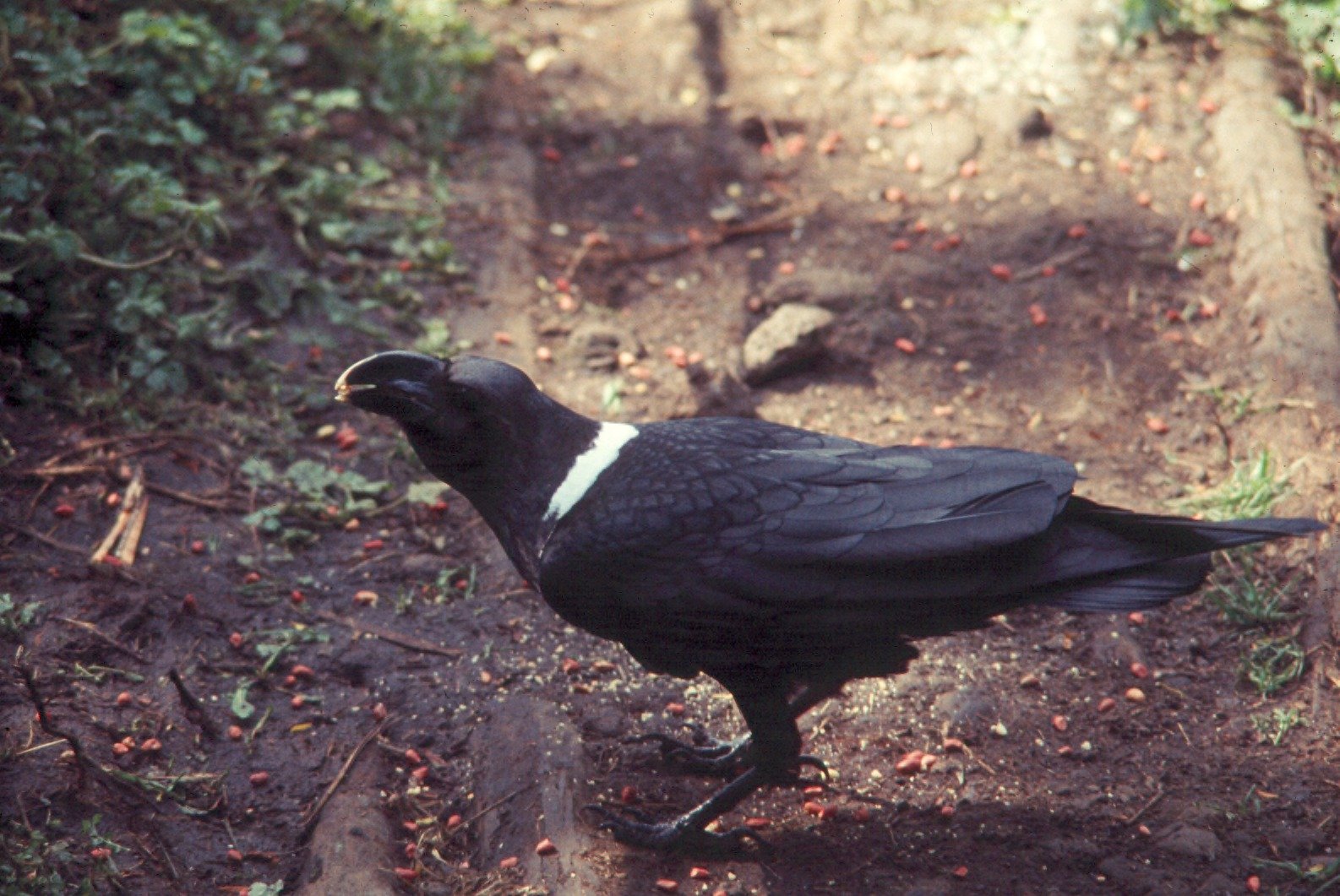 Myths and Misconceptions (image credits: wikimedia)