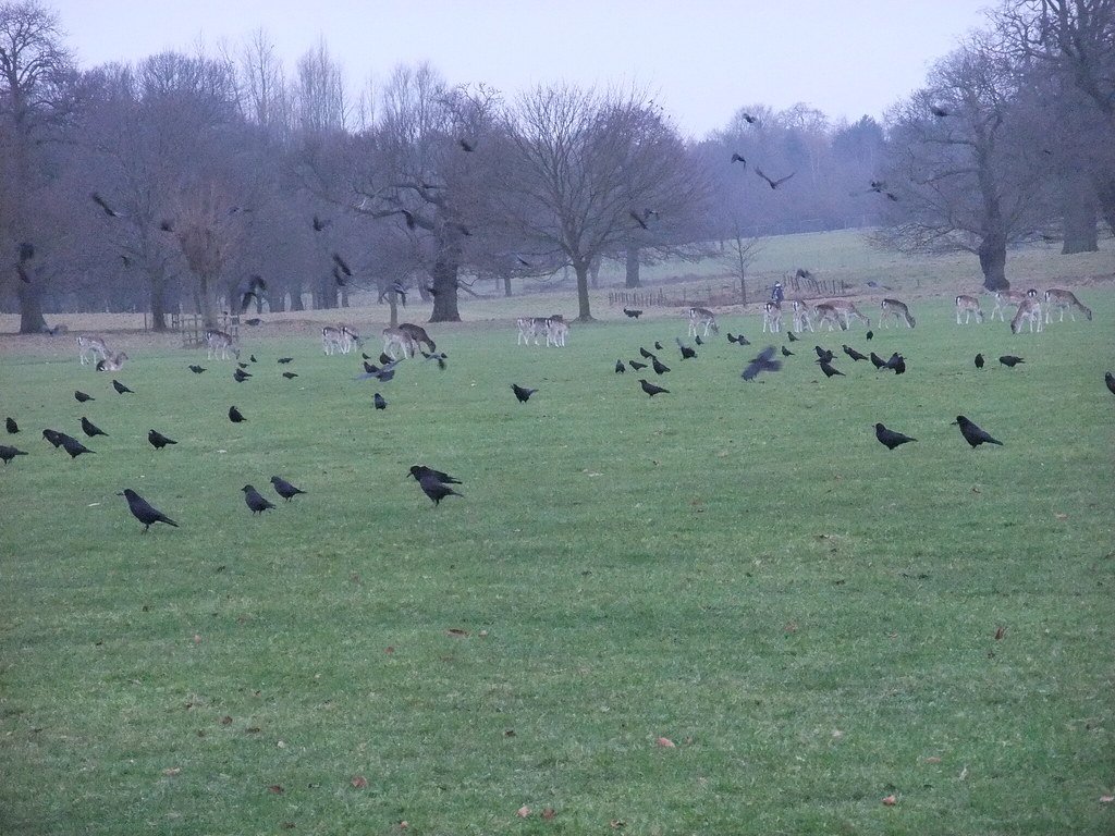 What This Means for Human-Crow Relations (image credits: flickr)