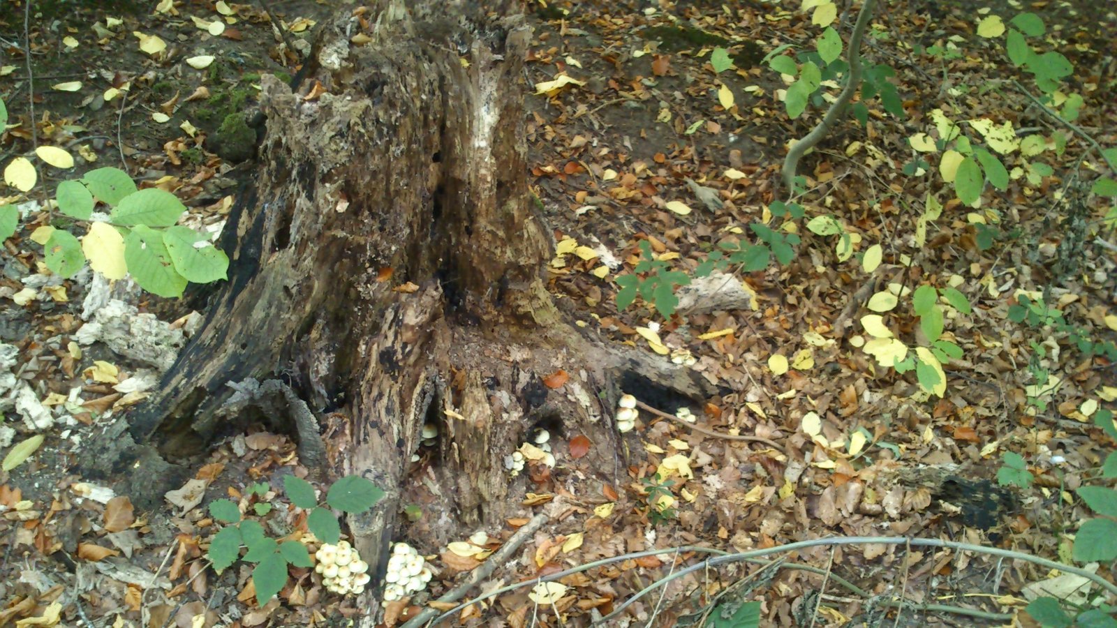 The Surprising Role of Decomposers (image credits: wikimedia)