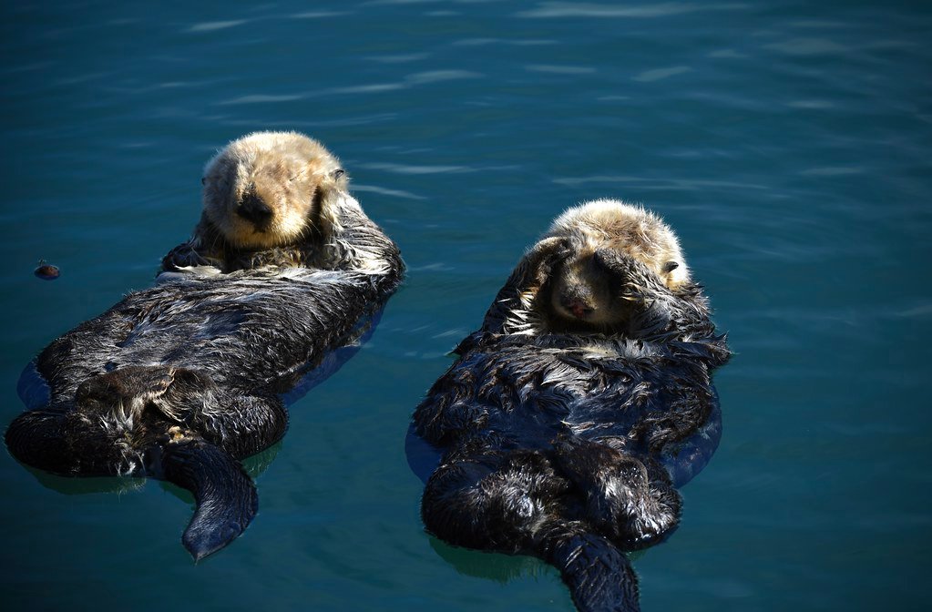 Keystone Species: The Architects of Ecosystems (image credits: flickr)