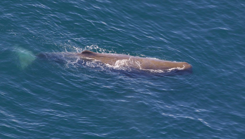 Metabolic Slow-Down: The Art of Conservation (image credits: flickr)