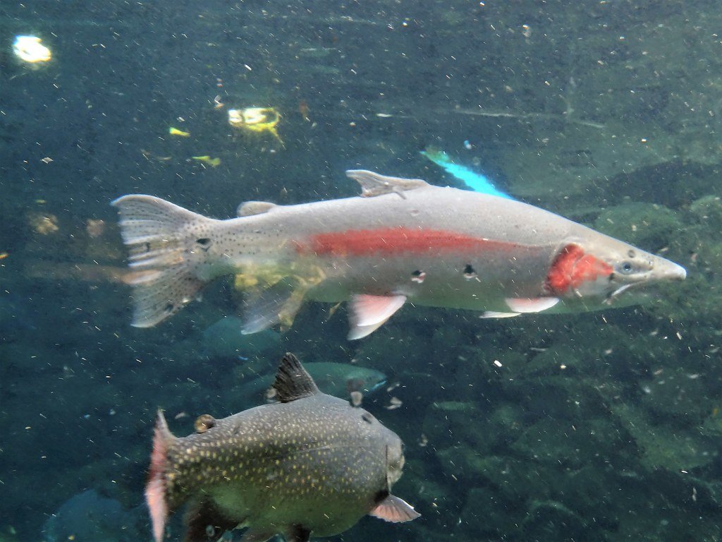 The Invisible Foundation of Aquatic Life (image credits: flickr)