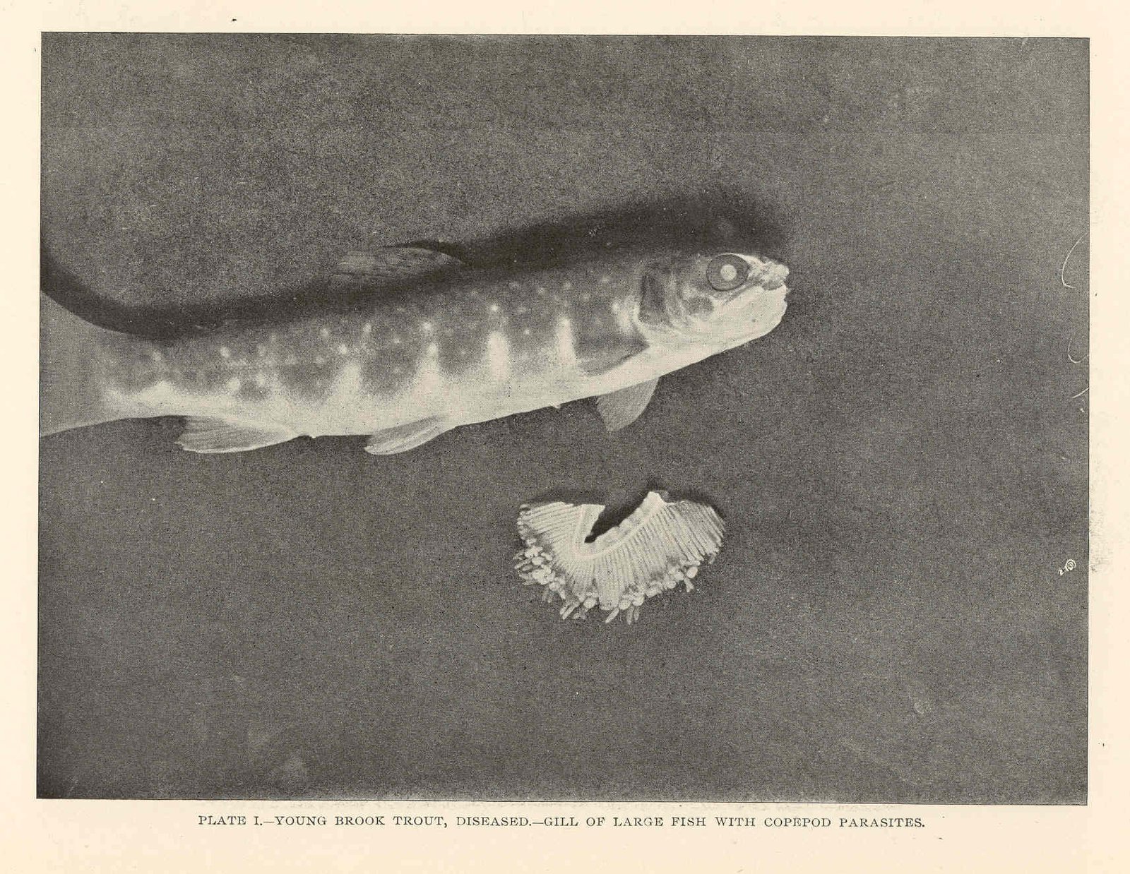 Parasites and Water-Borne Threats (image credits: wikimedia)