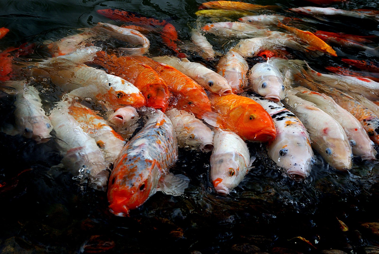 Koi Genetics and Selective Breeding (image credits: wikimedia)