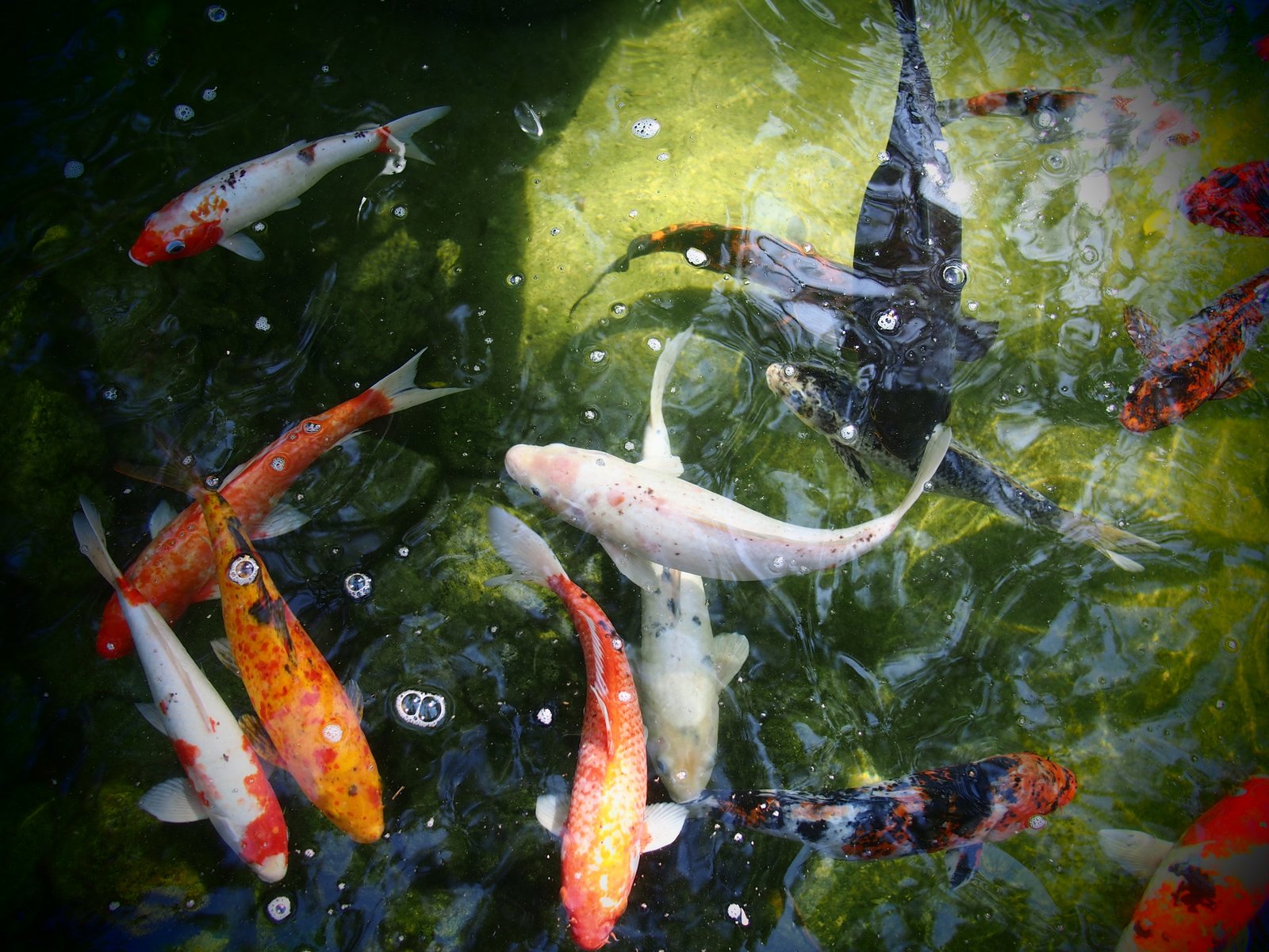 The Biology of Koi Longevity (image credits: wikimedia)