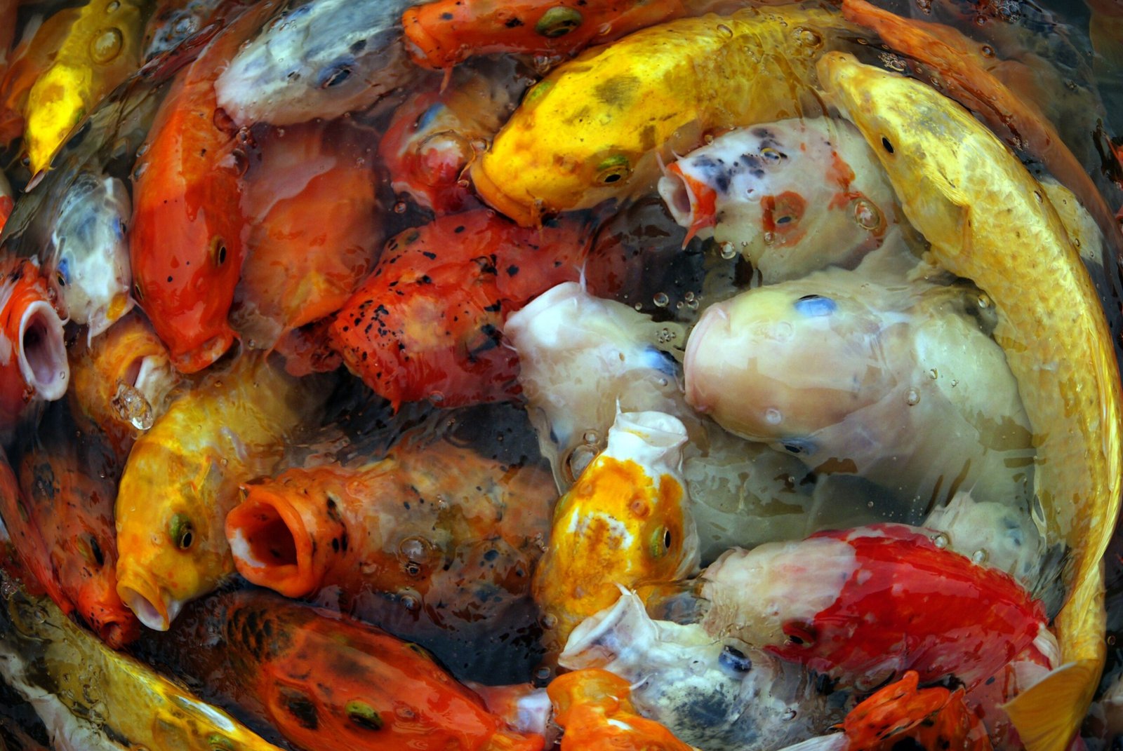 Koi in Modern Aquaculture Science (image credits: wikimedia)