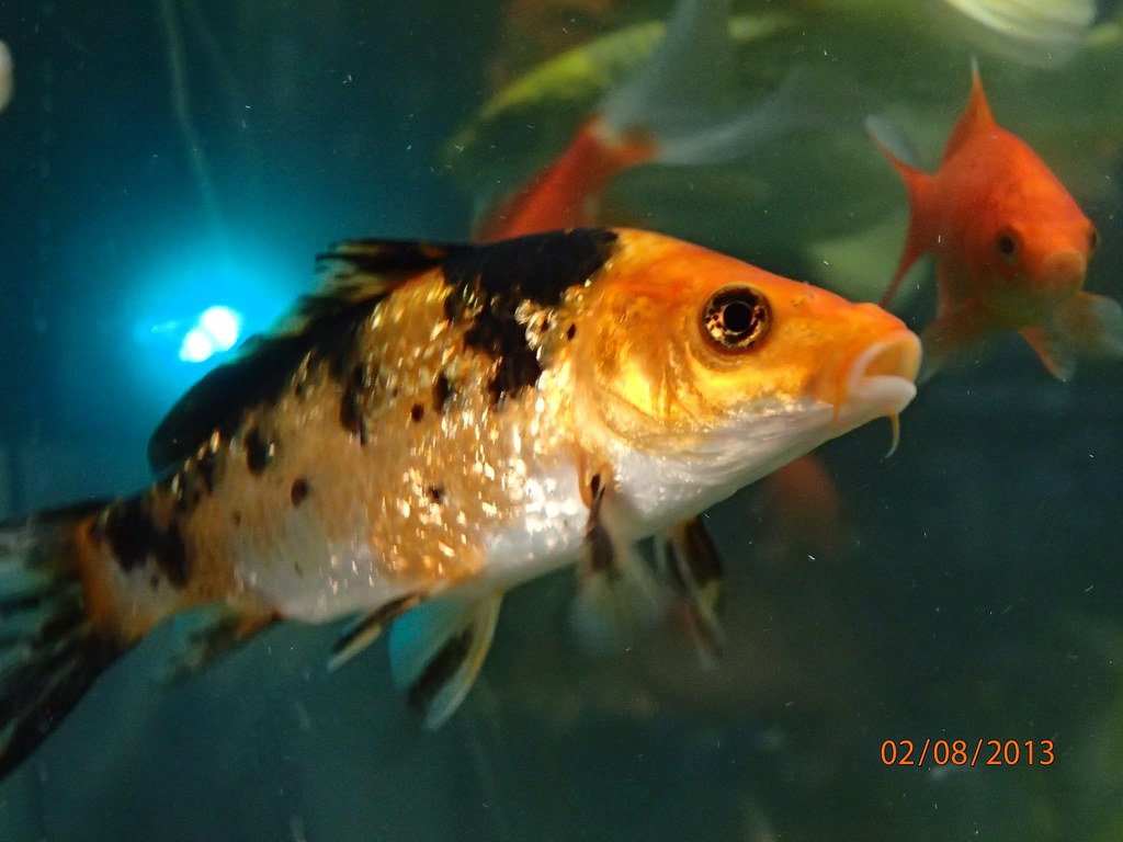 Koi as Indicators of Environmental Health (image credits: flickr)