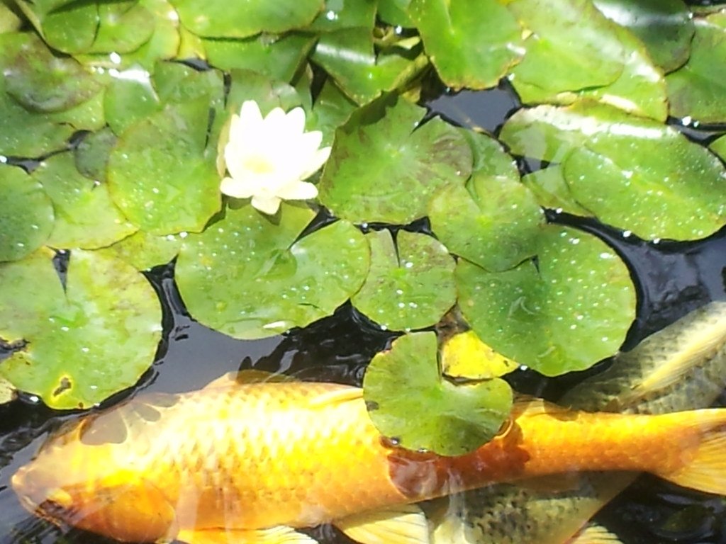 Therapeutic Applications of Koi Keeping (image credits: flickr)