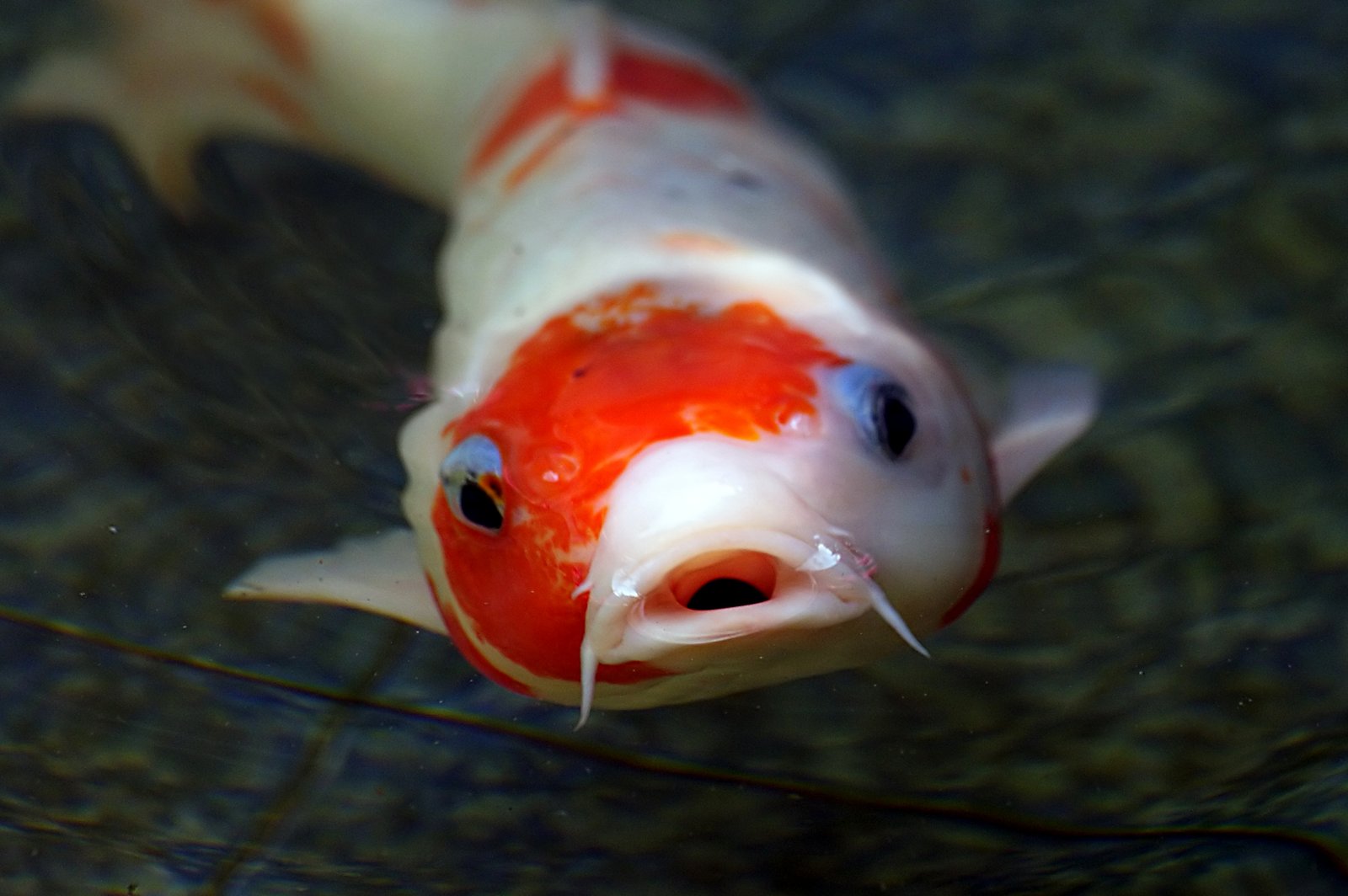 Climate Change and Koi Adaptation (image credits: wikimedia)