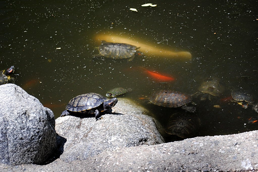 The Future of Koi Research (image credits: flickr)