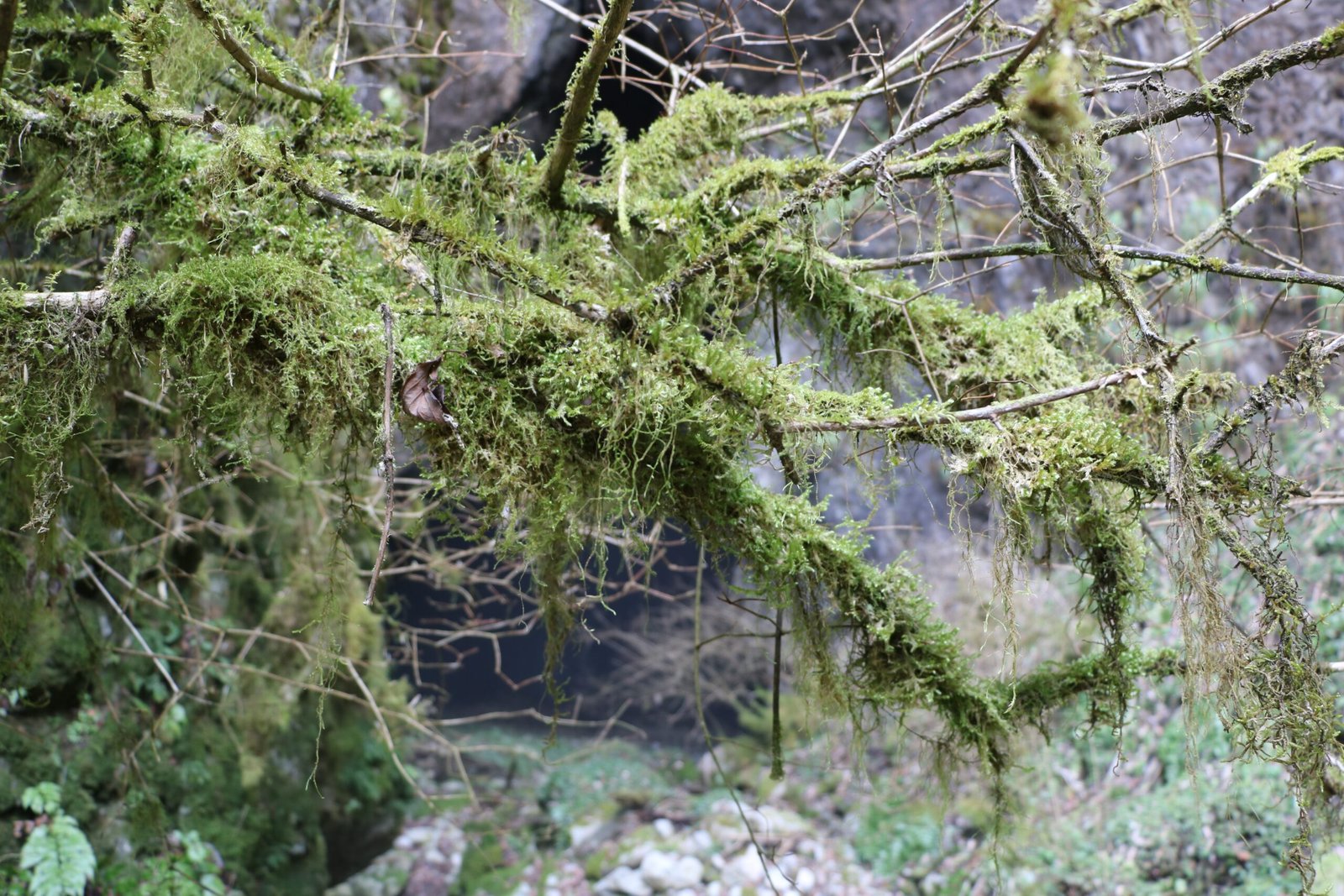 Limestone's Chemical Magic (image credits: wikimedia)