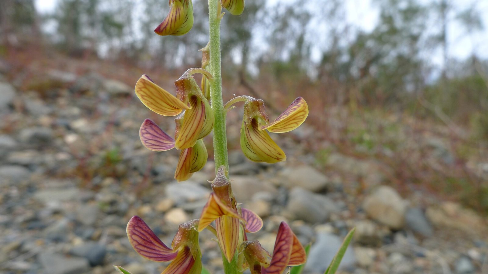 The Orchid Paradise (image credits: wikimedia)