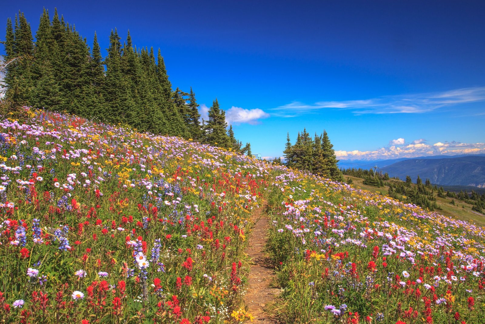 Timing Nature's Calendar (image credits: wikimedia)