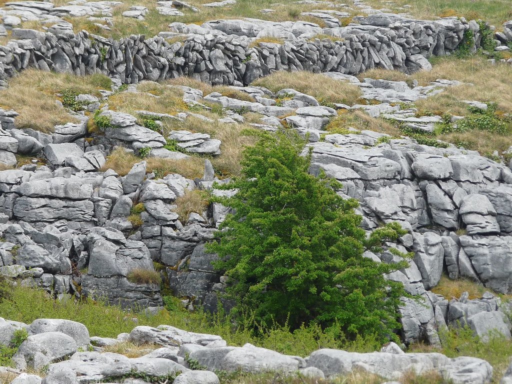 Conservation Success Stories (image credits: flickr)