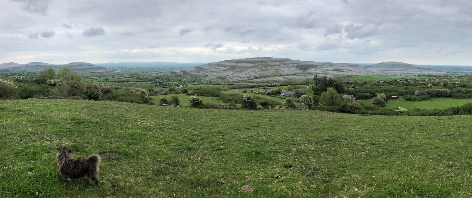 The Burren's Global Significance (image credits: wikimedia)