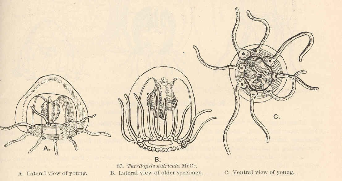 The Immortal Jellyfish's Global Takeover (image credits: wikimedia)