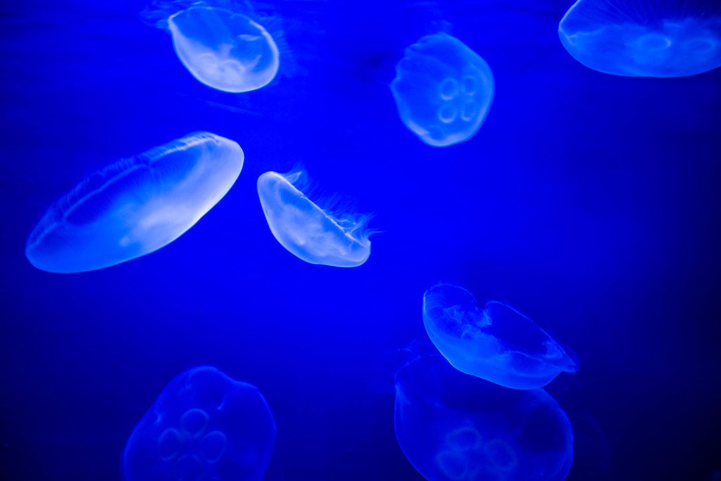 Challenges in Studying Immortal Jellyfish (image credits: flickr)