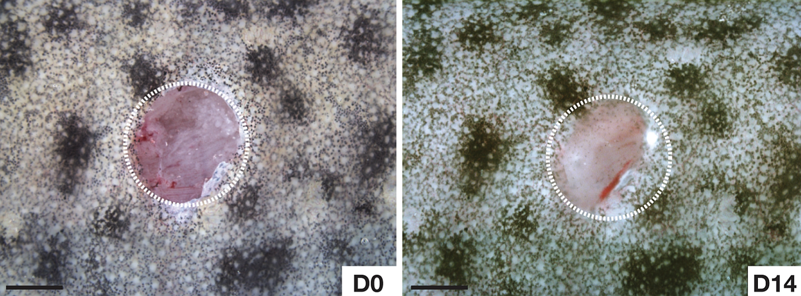 Immune System Secrets (image credits: wikimedia)