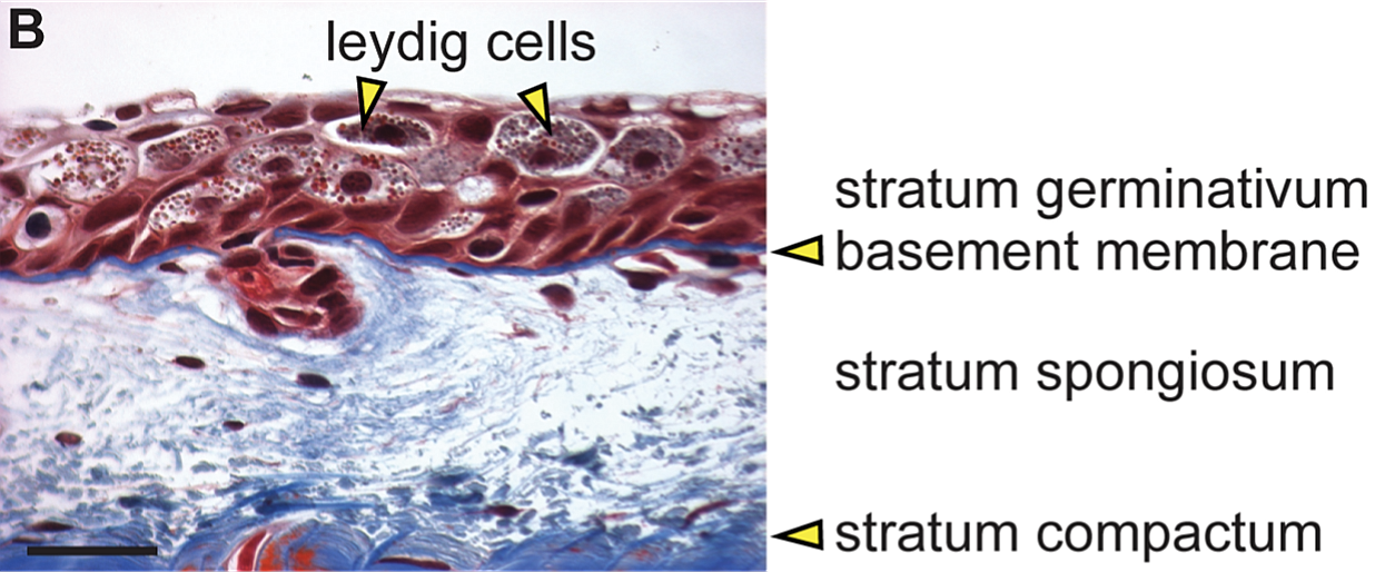 Cancer Resistance in the Face of Constant Growth (image credits: wikimedia)