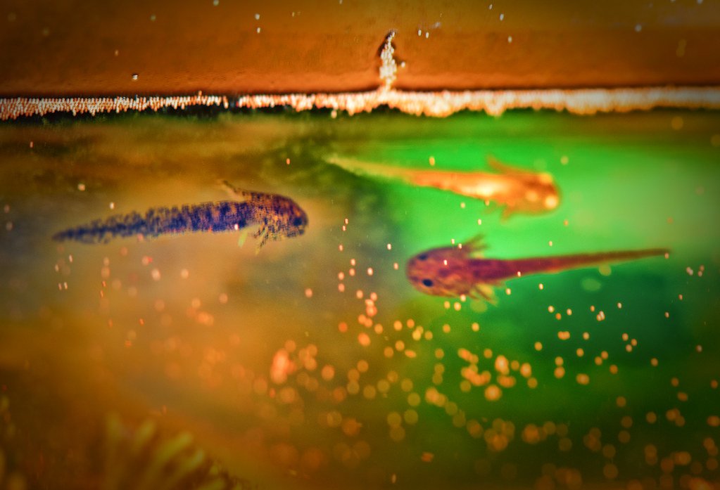 Conclusion: The Eternal Child's Gift to Humanity (image credits: flickr)