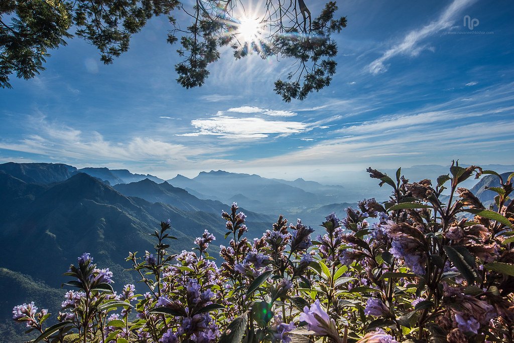 The Mysterious Neelakurinji Phenomenon (image credits: flickr)