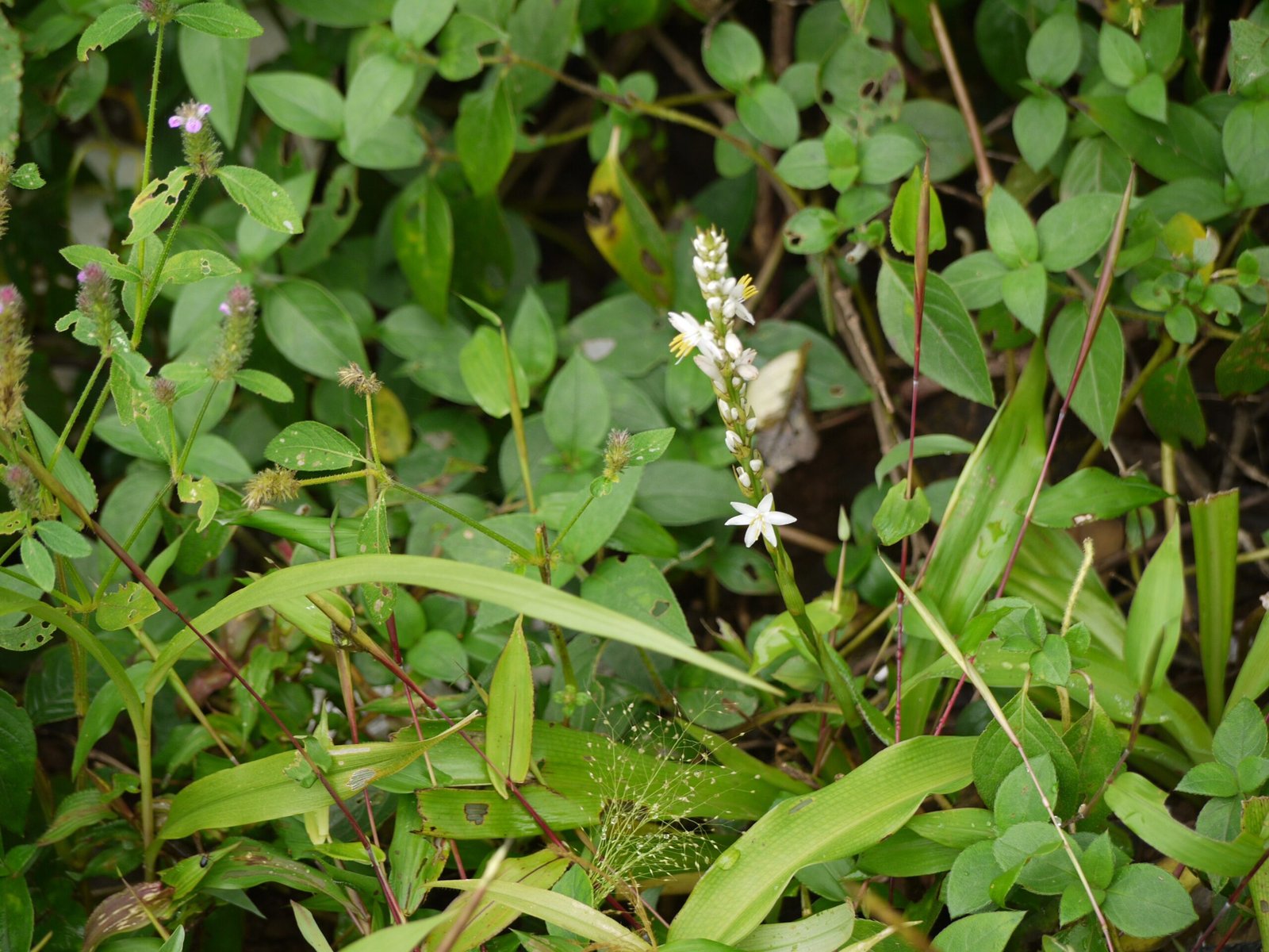 The Last Spectacular Bloom: 2018 (image credits: wikimedia)
