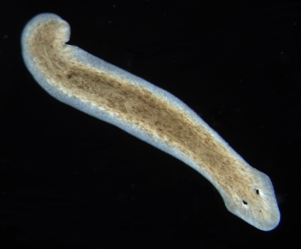 The Planarian Phenomenon (image credits: wikimedia)