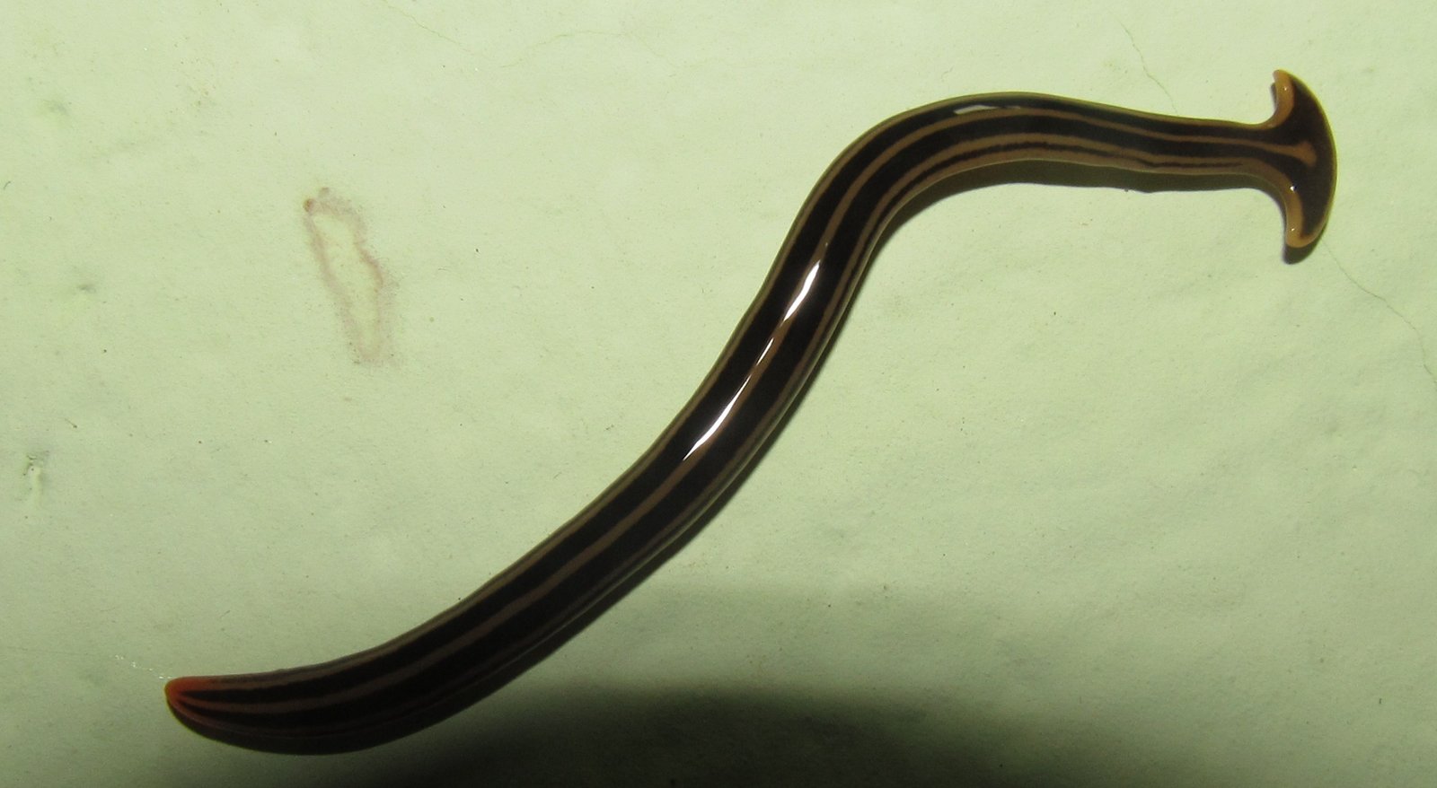 Two-Headed Monsters in the Making (image credits: By നവനീത് കൃഷ്ണന് എസ്, CC BY-SA 3.0, https://commons.wikimedia.org/w/index.php?curid=27613961)