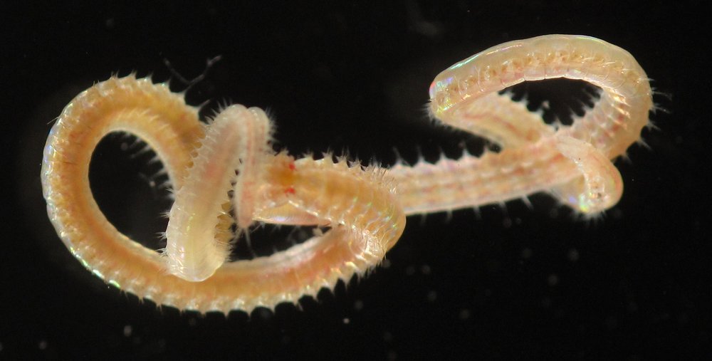 Marine Worms That Put Planarians to Shame (image credits: wikimedia)