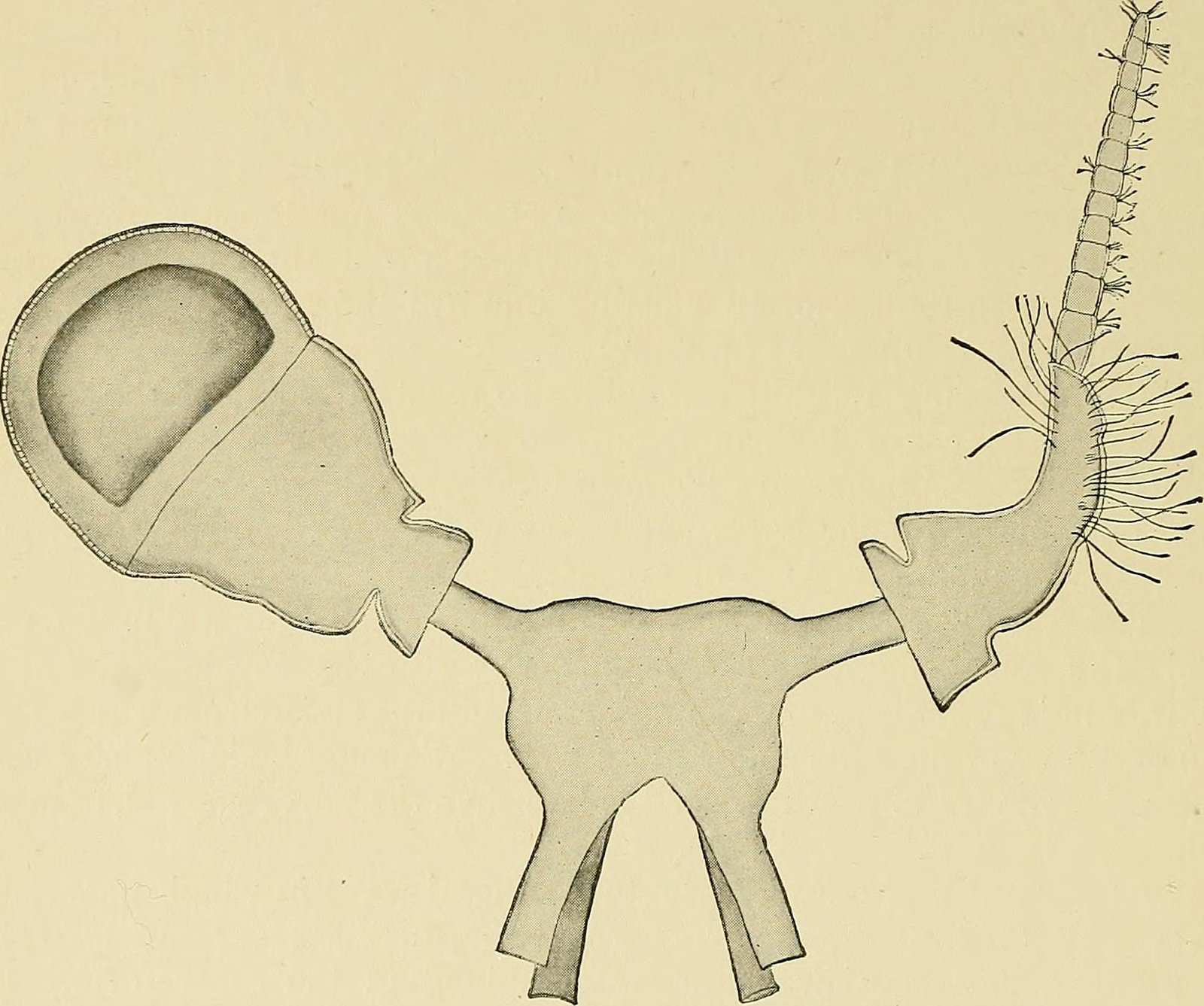 The Immortal Hydra Connection (image credits: wikimedia)