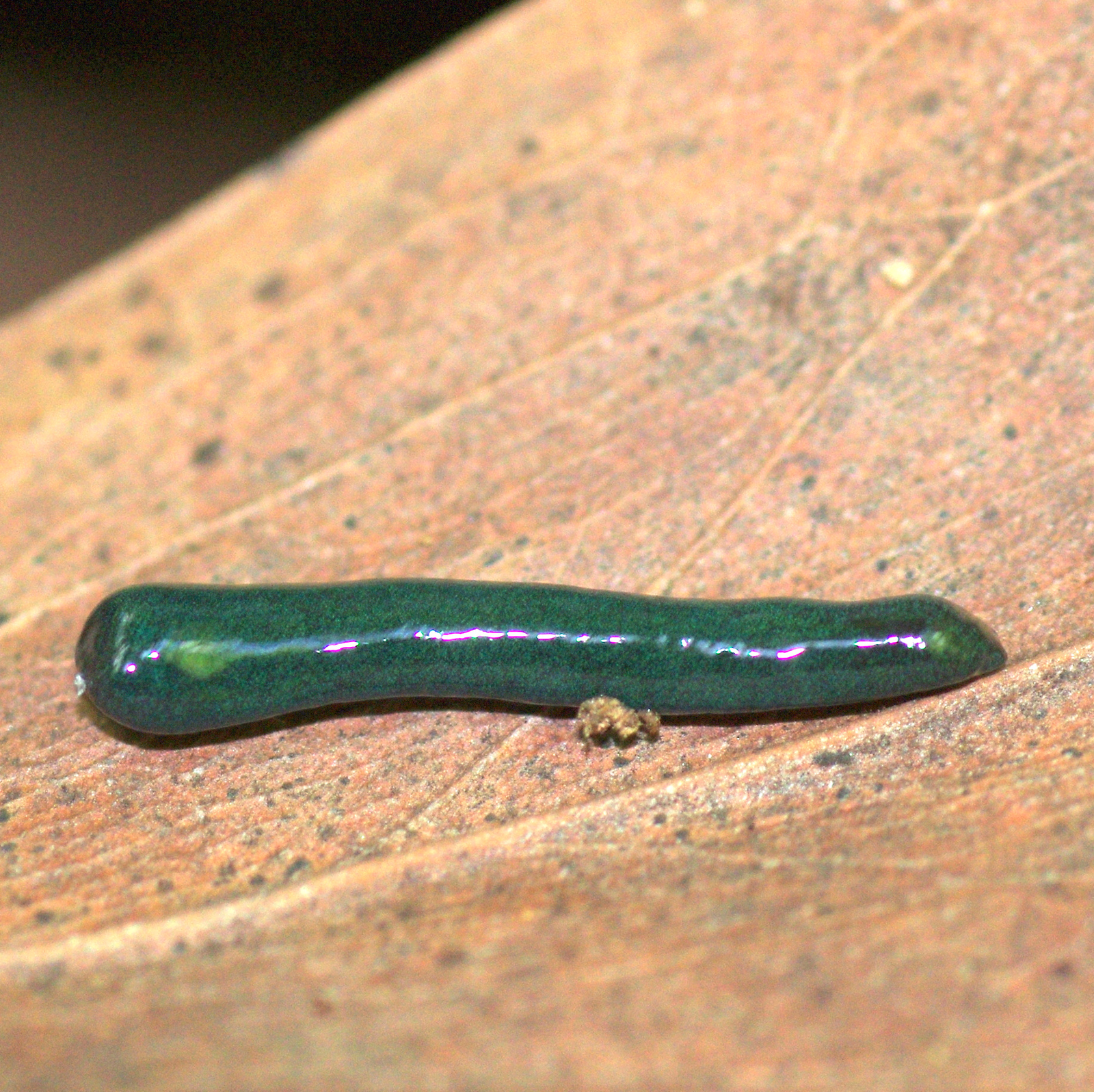 The Mystery of Regenerative Limits (image credits: wikimedia)