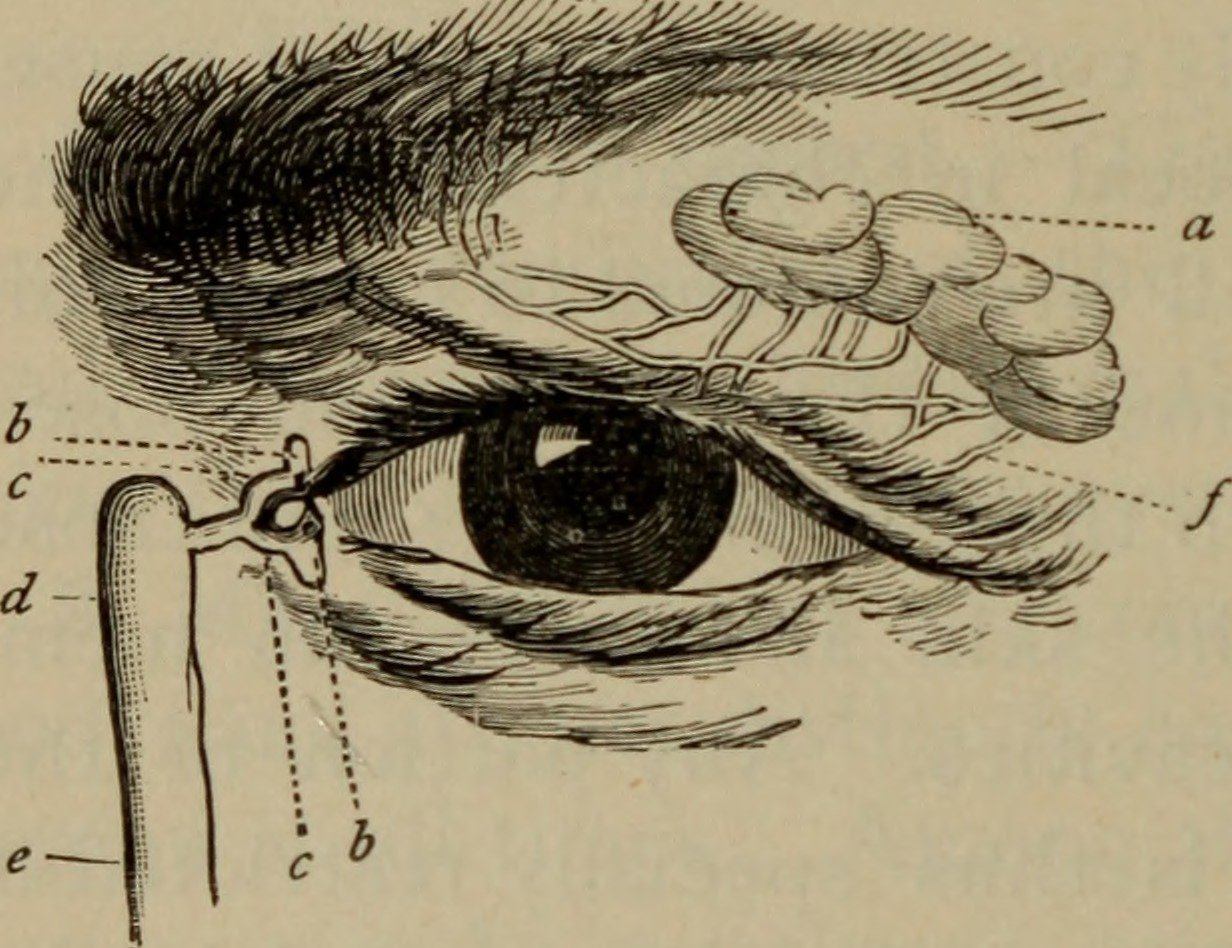 The Anatomy Behind Perfect Timing (image credits: wikimedia)