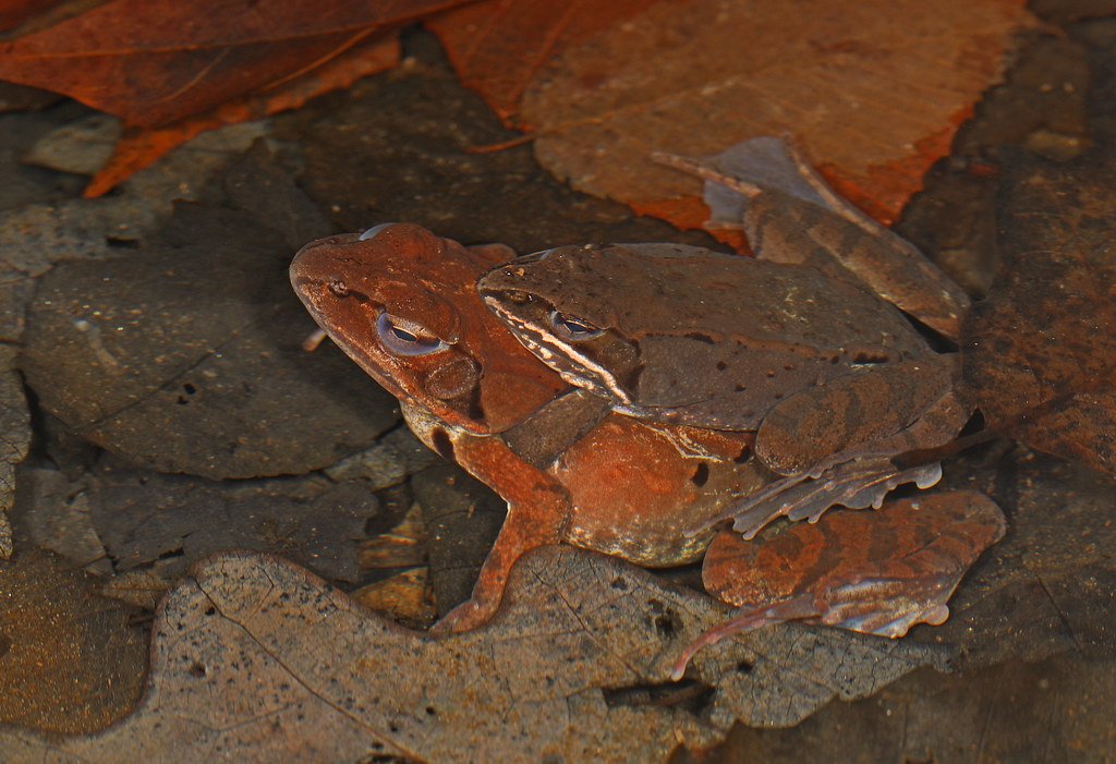 The Incredible Freezing Process Begins (image credits: flickr)