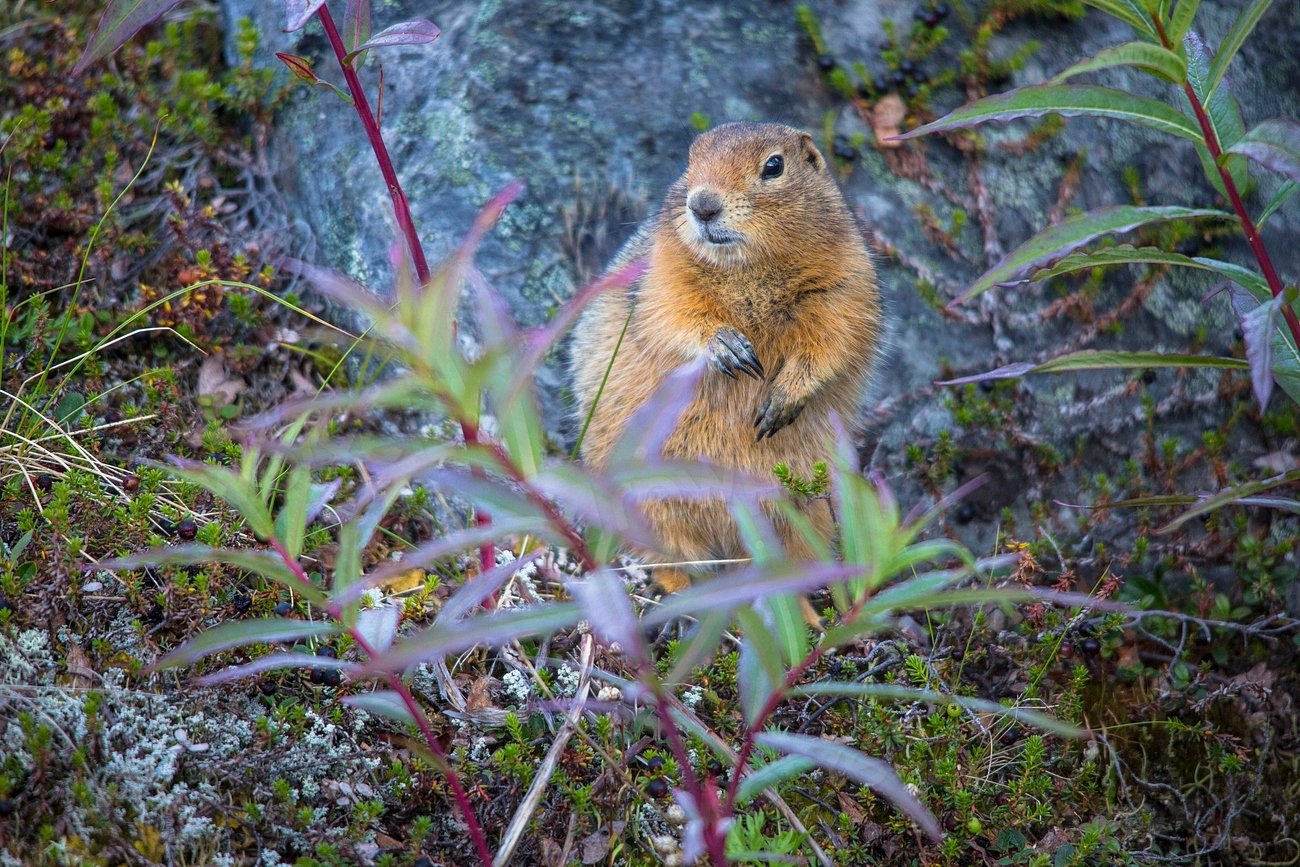 Other Animals That Use Similar Strategies (image credits: rawpixel)