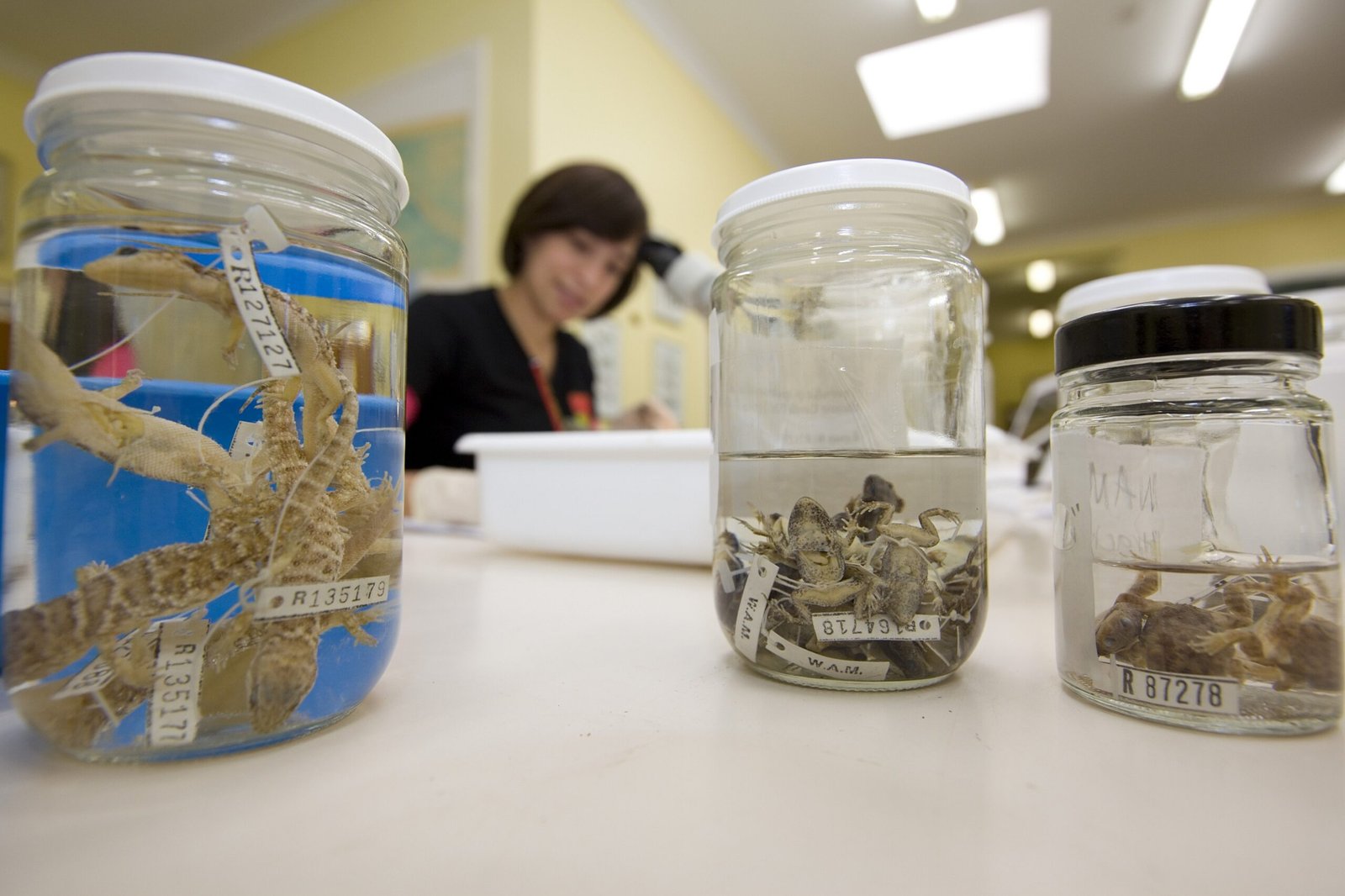 Research Challenges and Discoveries (image credits: wikimedia)