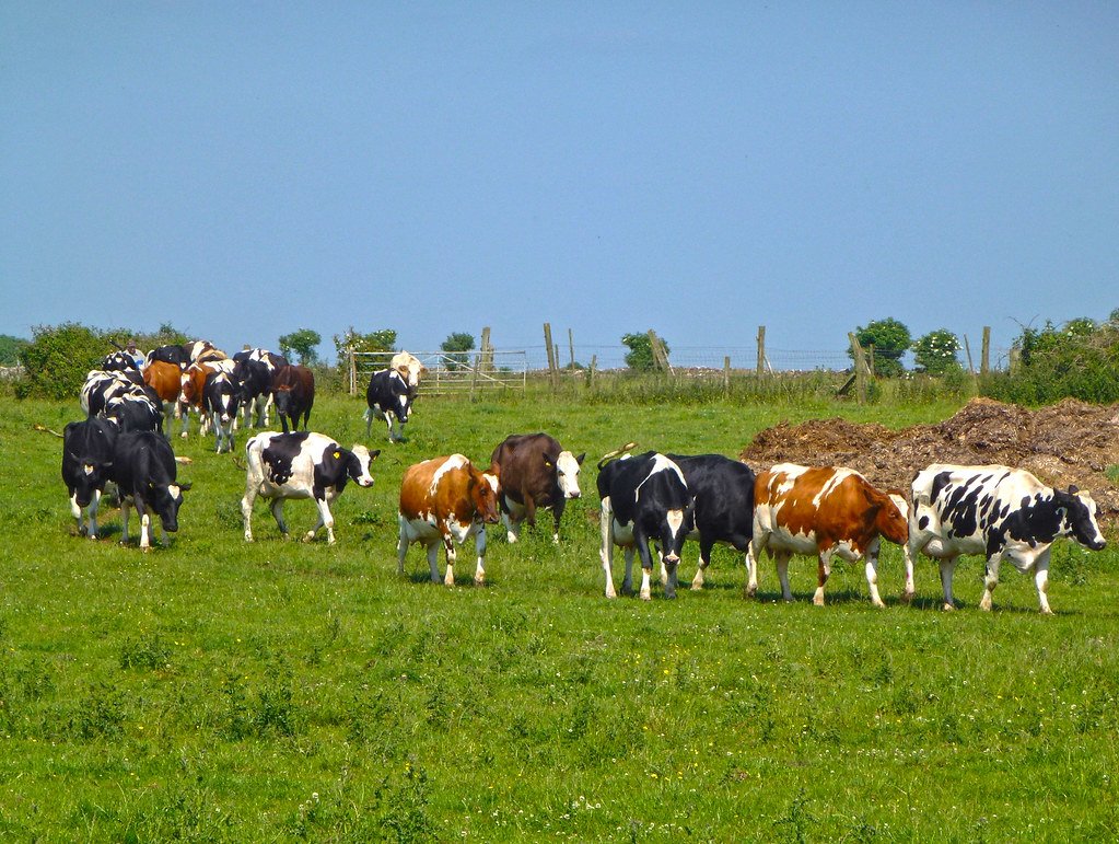 Regional Variations in Cattle Farming Impact (image credits: flickr)