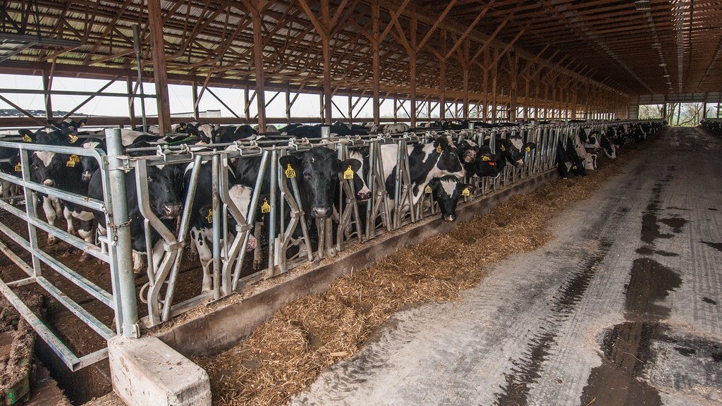 Feed Types and Their Methane Influence (image credits: flickr)