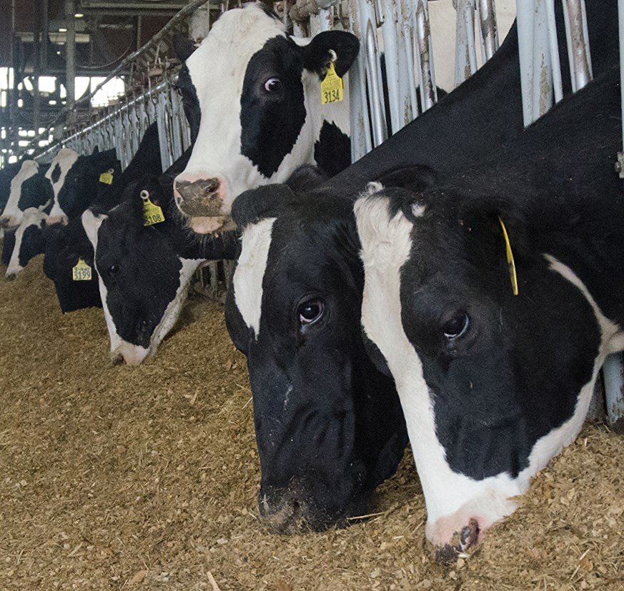 Innovative Solutions in Cattle Feed (image credits: flickr)