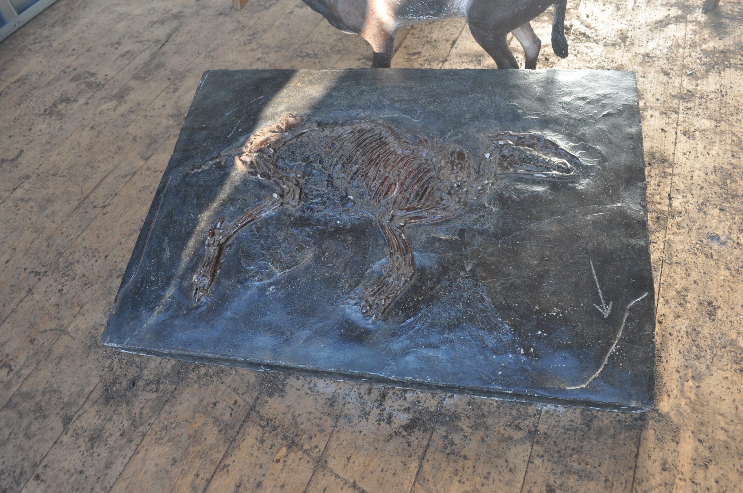A Window Into the Eocene Epoch (image credits: wikimedia)