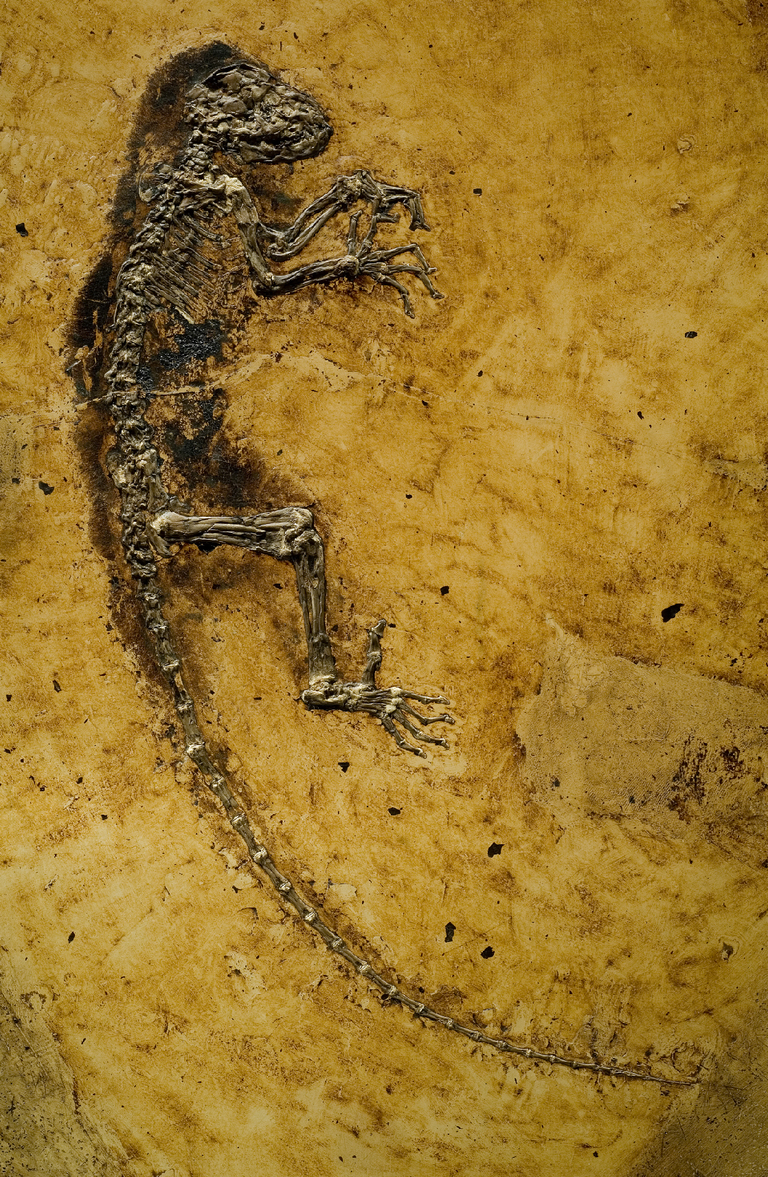 Ida: The Fossil That Shook the Scientific World (image credits: wikimedia)