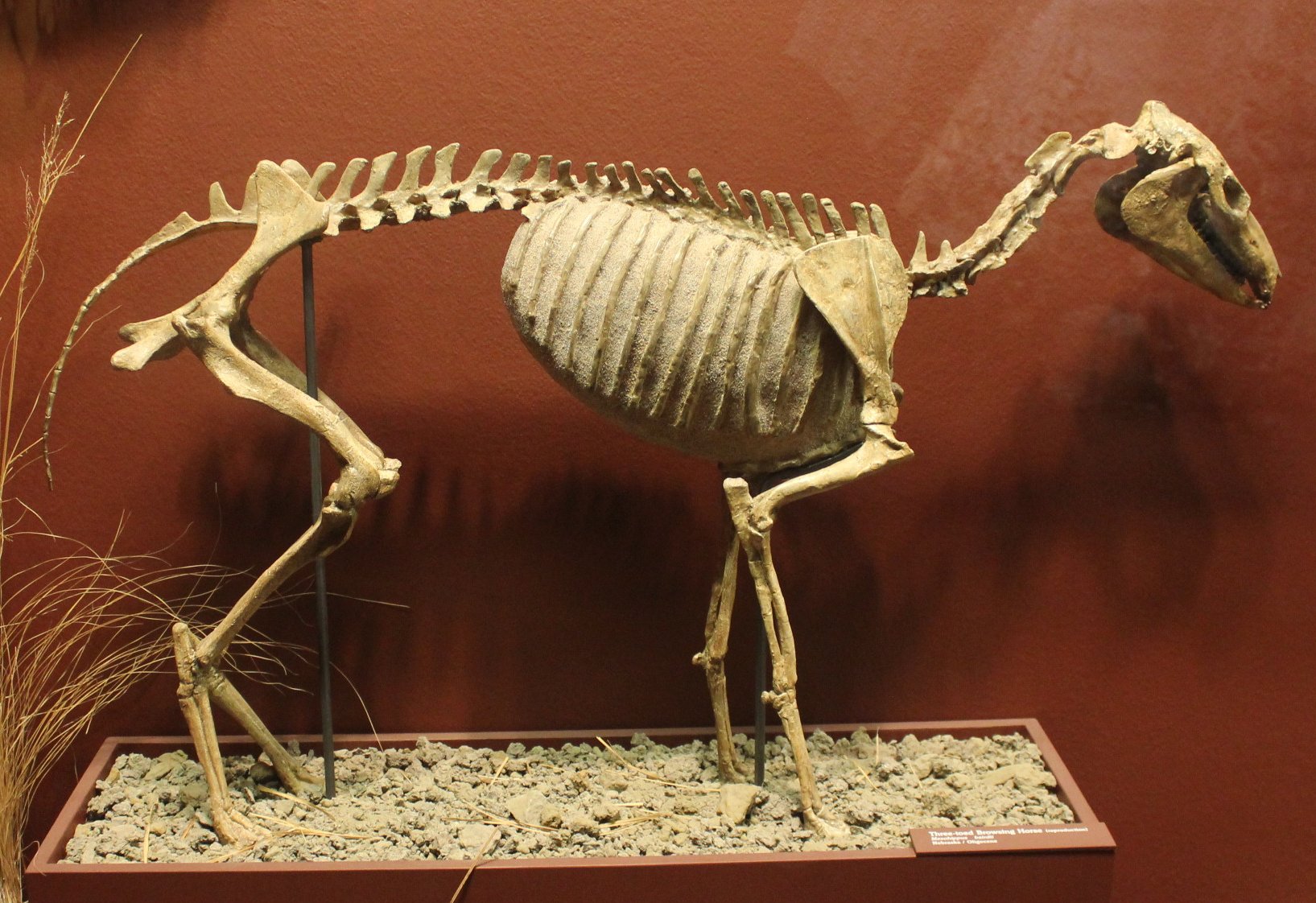 Prehistoric Horses and Their Evolutionary Journey (image credits: wikimedia)
