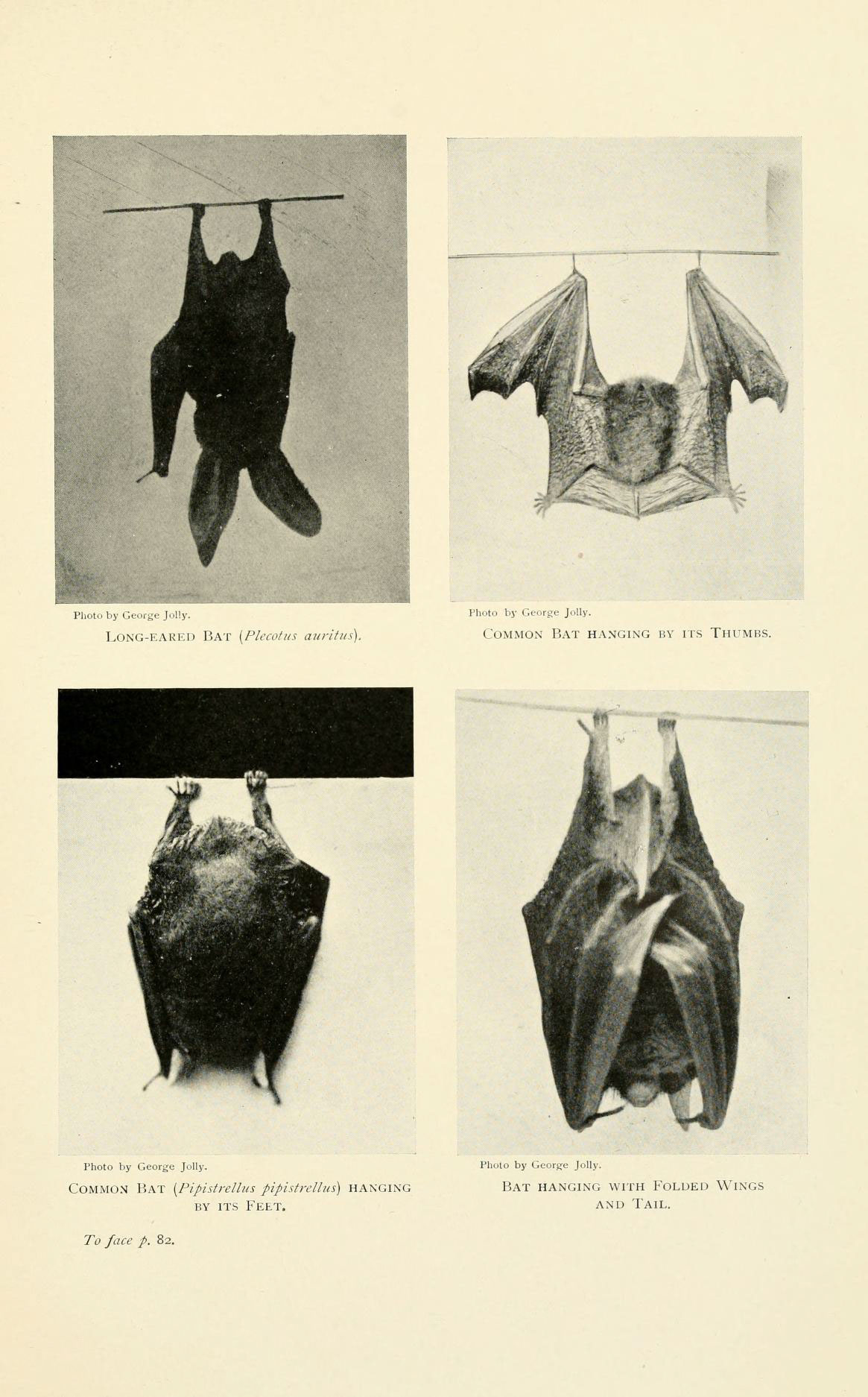 Ancient Bats: Masters of Early Flight (image credits: wikimedia)