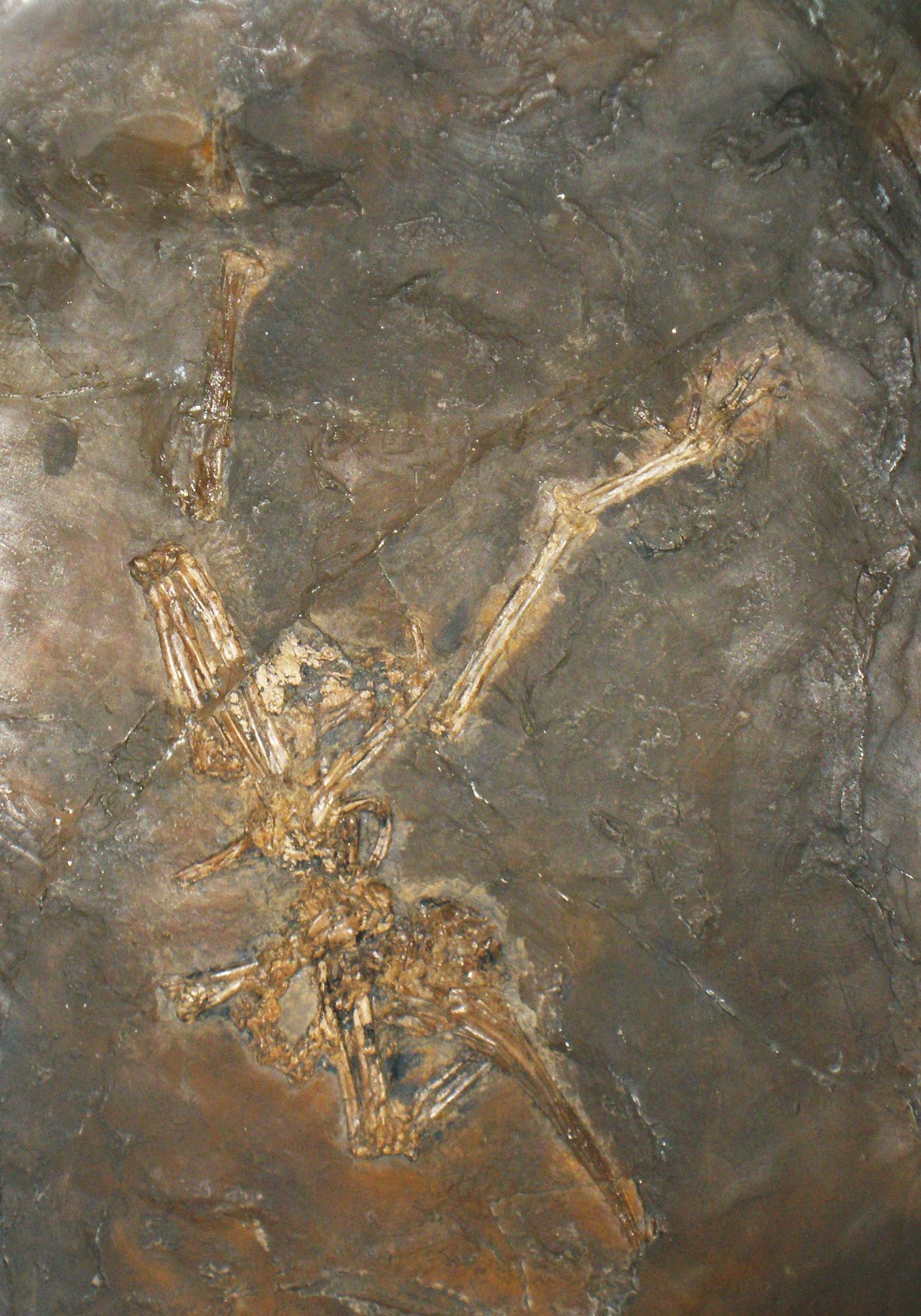 The Colorful World of Messel's Ancient Birds (image credits: wikimedia)