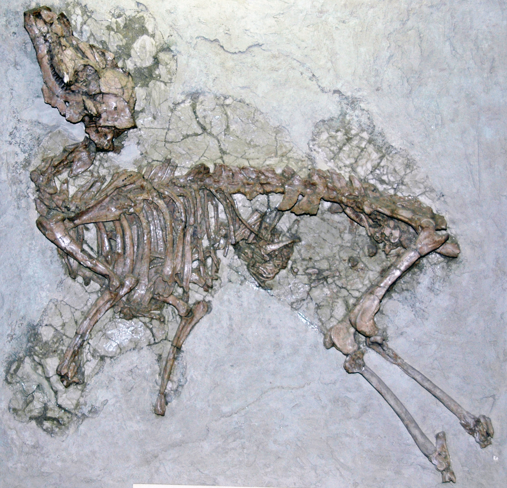 The Science of Exceptional Preservation (image credits: wikimedia)