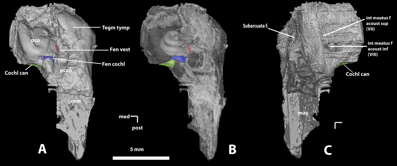 Laboratory Analysis and CT Scanning (image credits: wikimedia)